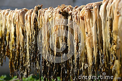 Dried vegetable Stock Photo